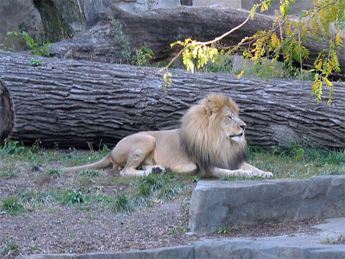 Lion resting at Brookfield Zoo