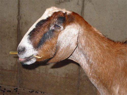 Closeup of goat at Brookfield Zoo