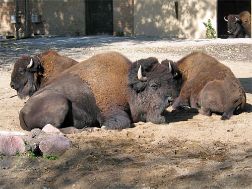 Bisons at Brookfield Zoo