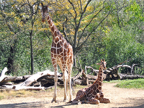 Two giraffes Brookfield Zoo