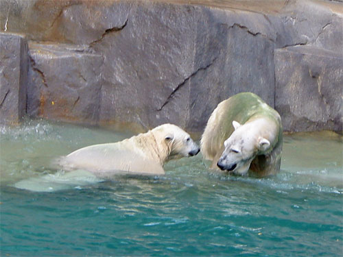 Two polar bears in water at Brookfield Zoo