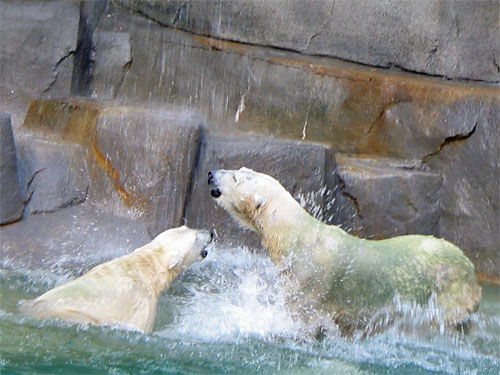 Two polar bears playing in water at Brookfield Zoo