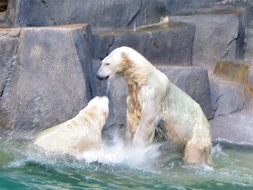 Two polar bears splashing while they play in water at Brookfield Zoo