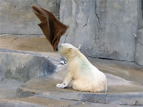 Polar bear plays with towel at Brookfield Zoo