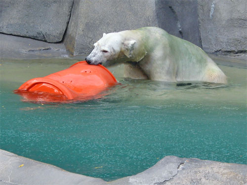 Polar bear plays with orange barrel at Brookfield Zoo