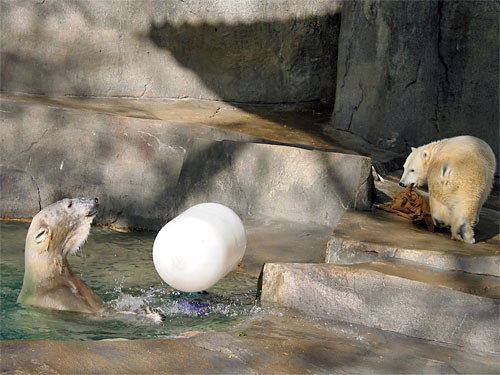 Two polar bears play with white barrel at Brookfield Zoo