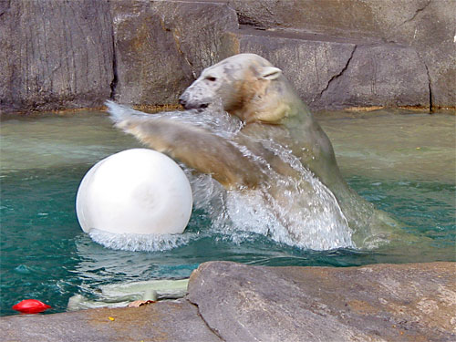Polar bear rolls white barrel in water at Brookfield Zoo