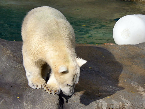 Polar bear walks past barrel in water at Brookfield Zoo
