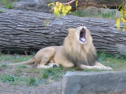 Lion roars at Brookfield Zoo