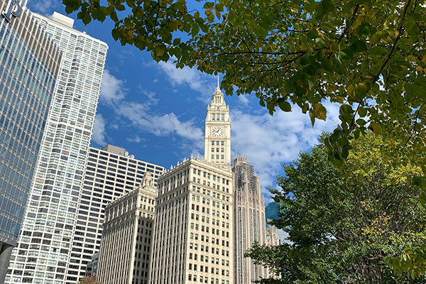 Wrigley Building with tree in foreground
