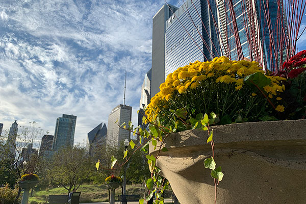 Chicago Skyline peaks out behind a flower pot