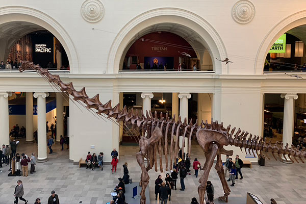 Dinosaur at the Field Museum
