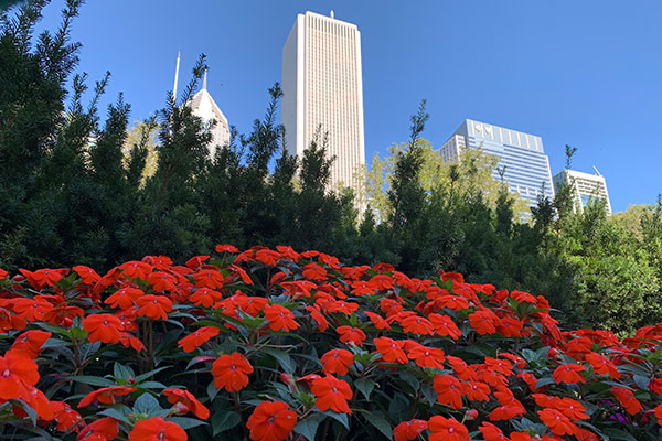 Impatiens flowers with buildings in background