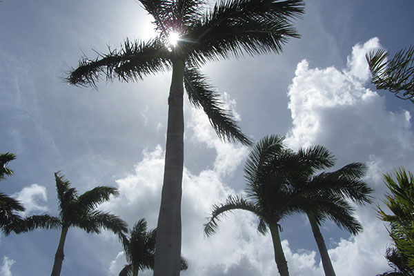 Palm Trees from below with sun above