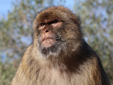 Barbary Macaques looks off to side