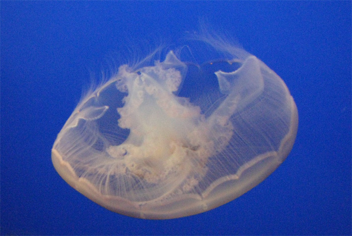 Jellyfish swimming at Monterey Bay Aquarium