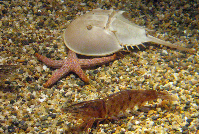 Starfish and crab at Monterey Bay Aquarium