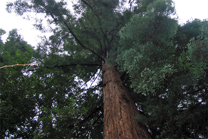 Muir Woods Redwood trees