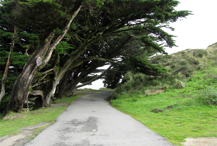 Point Reyes path through trees