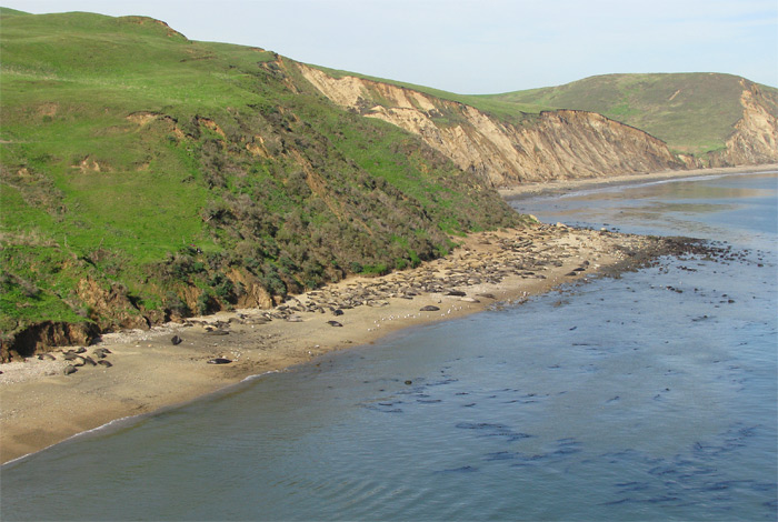 Point Reyes with Sea Lions on beach