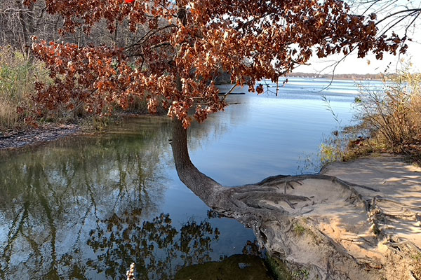 Tree grows over water