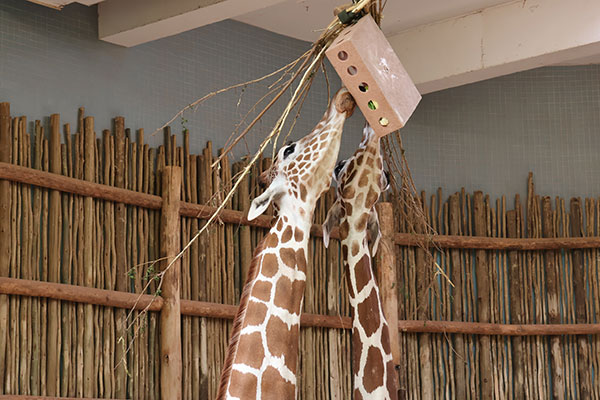 Two giraffes eating at Lincoln Park Zoo