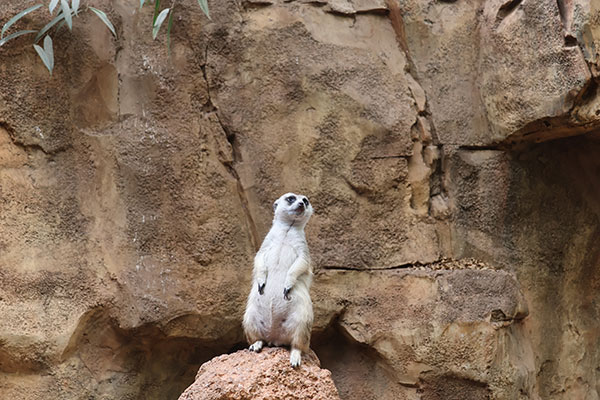 Prairie dog at Lincoln Park Zoo