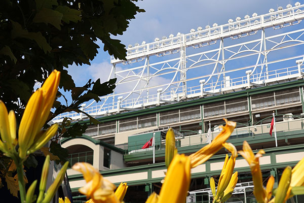 Wrigley Field beyond flowers