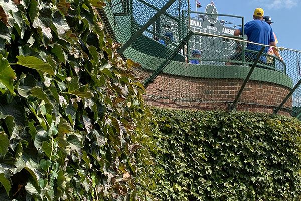 Vines on wall with scoreboard in background