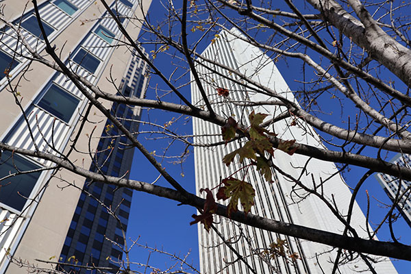 Skyline through tree branches