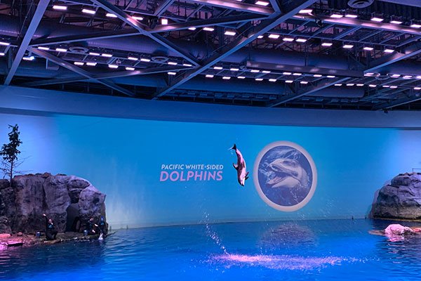 Dolphin in air at Shedd Aquarium
