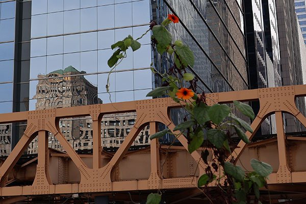 Flower blooms in front of bridge with building in backgrouns