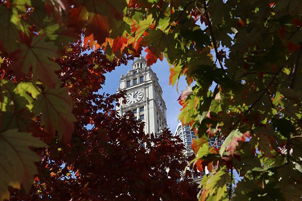 View of Wrigley Building clock through fall leaves
