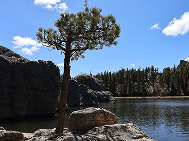 Tree next to lake at Custer State Park