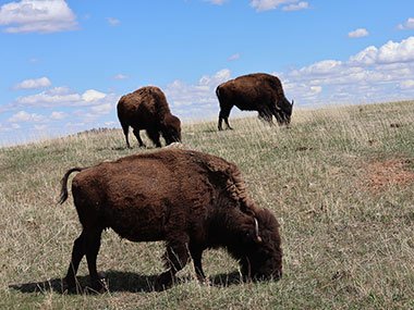 Three bison