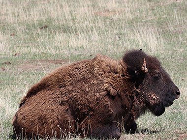 Bison sitting down