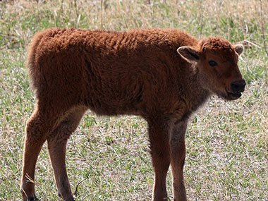 Bison calf