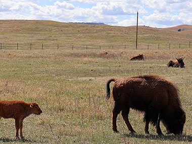 Bison calf follows older bison