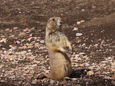 Prairie dog sitting up