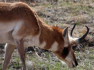 Pronghorn grazing