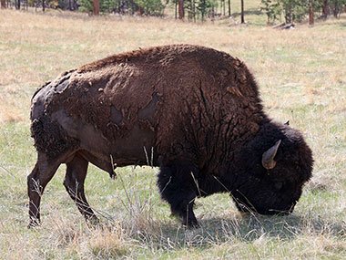 Bison eats grass
