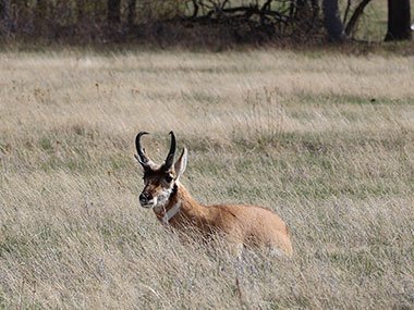 Pronghorn head peaks out of grass