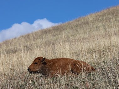 Baby calf at Custer State Park