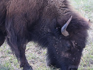 Closeup of Bison face