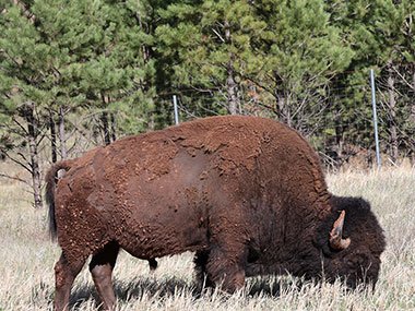 Large bison grazing