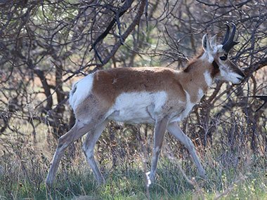 Pronghorn walks