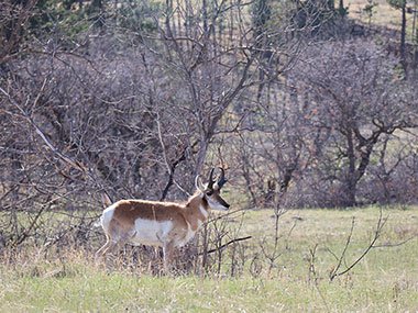 Pronghorn in distance