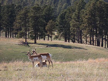 Pronghorn looking into the distance