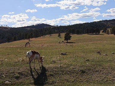 Pronghorns graze at Custer State Park