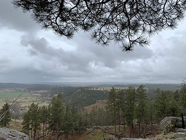 Forest in the distance